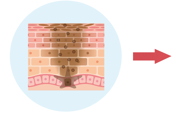 細胞