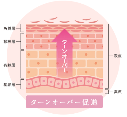 細胞　