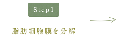 脂肪細胞膜を分解