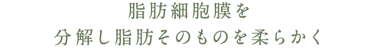 脂肪細胞膜を分解し
